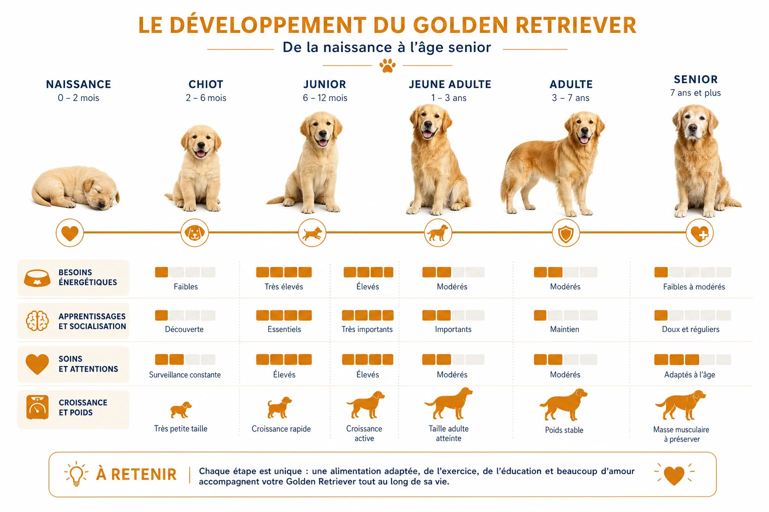 étapes de développement du golden retriever jusqu'à l'âge calme