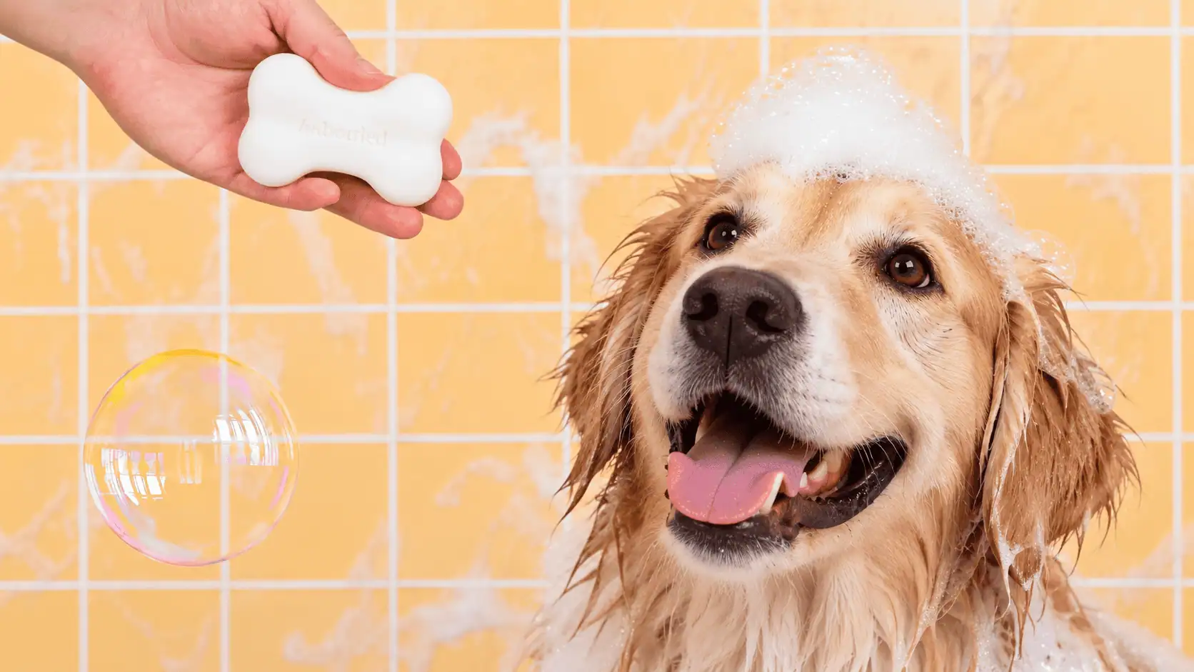 Avis Unbottled : shampoing solide pour chien